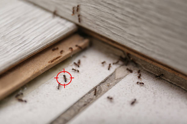 Best Termite Control Services  in Iowa, LA