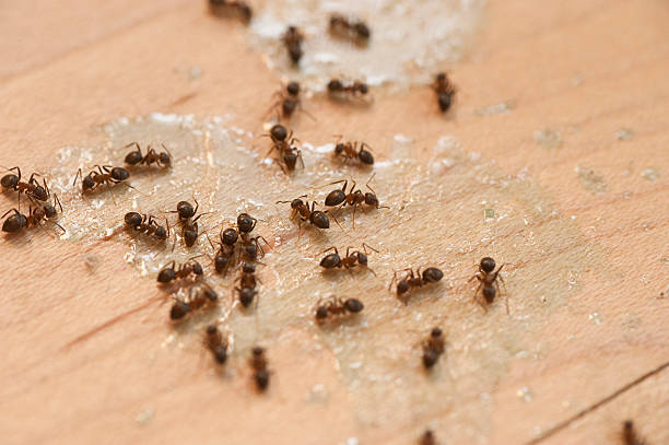Best Mosquito Control Services  in Iowa, LA